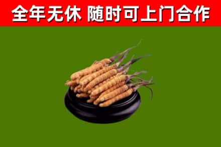 黄浦区回收散虫草