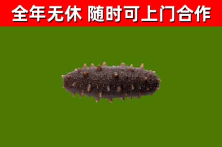 黄浦区回收海参干
